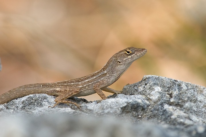 Rotkehl-Anolis Anolis carolinensis Green Anole